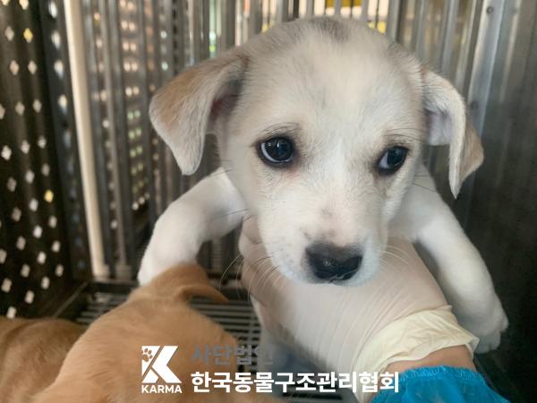 한국동물구조관리협회_441382202500183